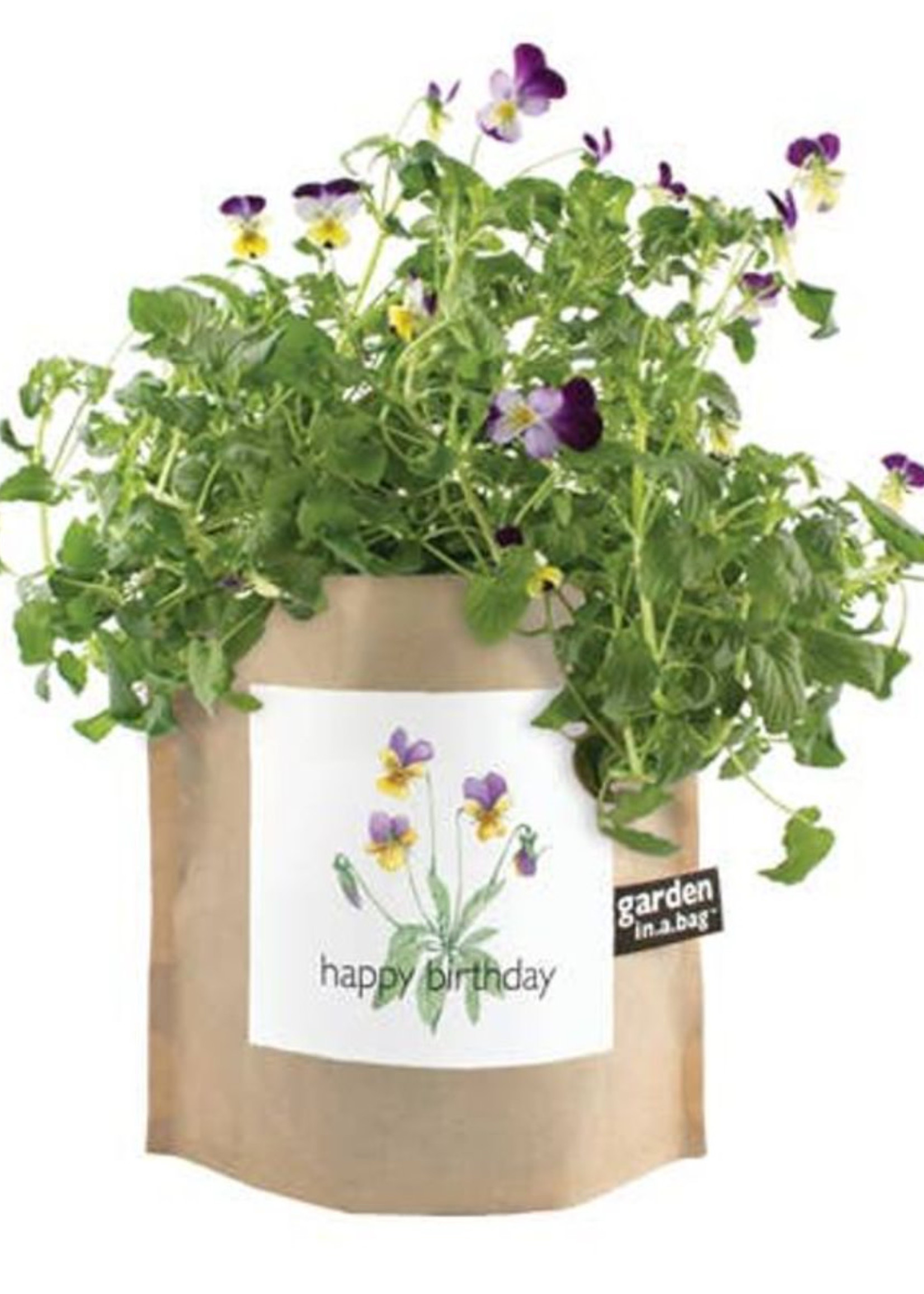 Potting Shed Garden in a Bag | Happy Birthday