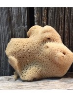 Laguna Clay Co. Natural Silk Sponge (small)