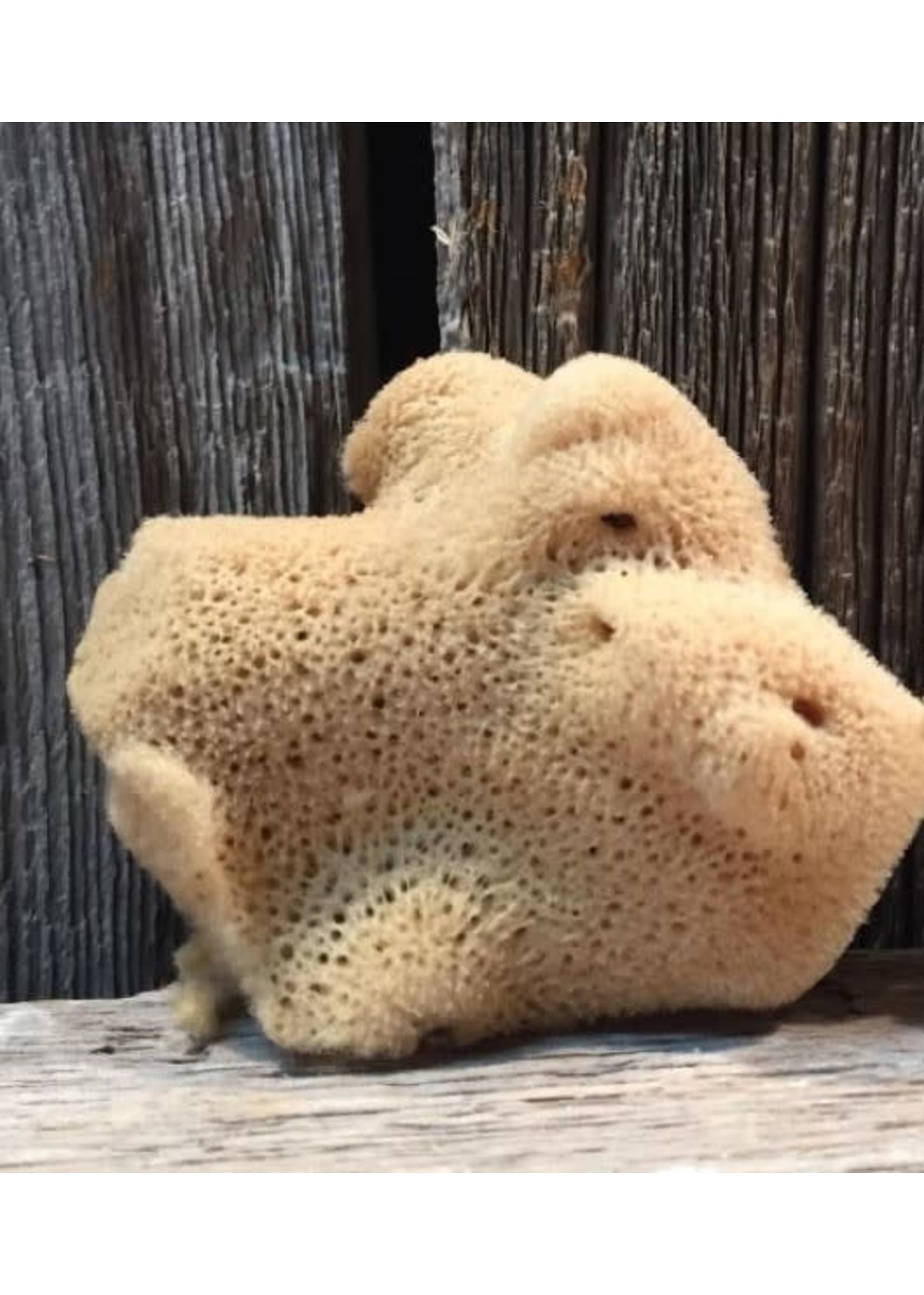 Laguna Clay Co. Natural Silk Sponge (small)