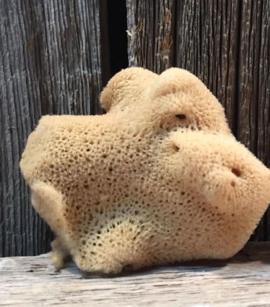 Natural Sponges - Silk & Wool