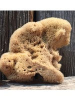 Laguna Clay Co. Elephant Ear Sponge (large)