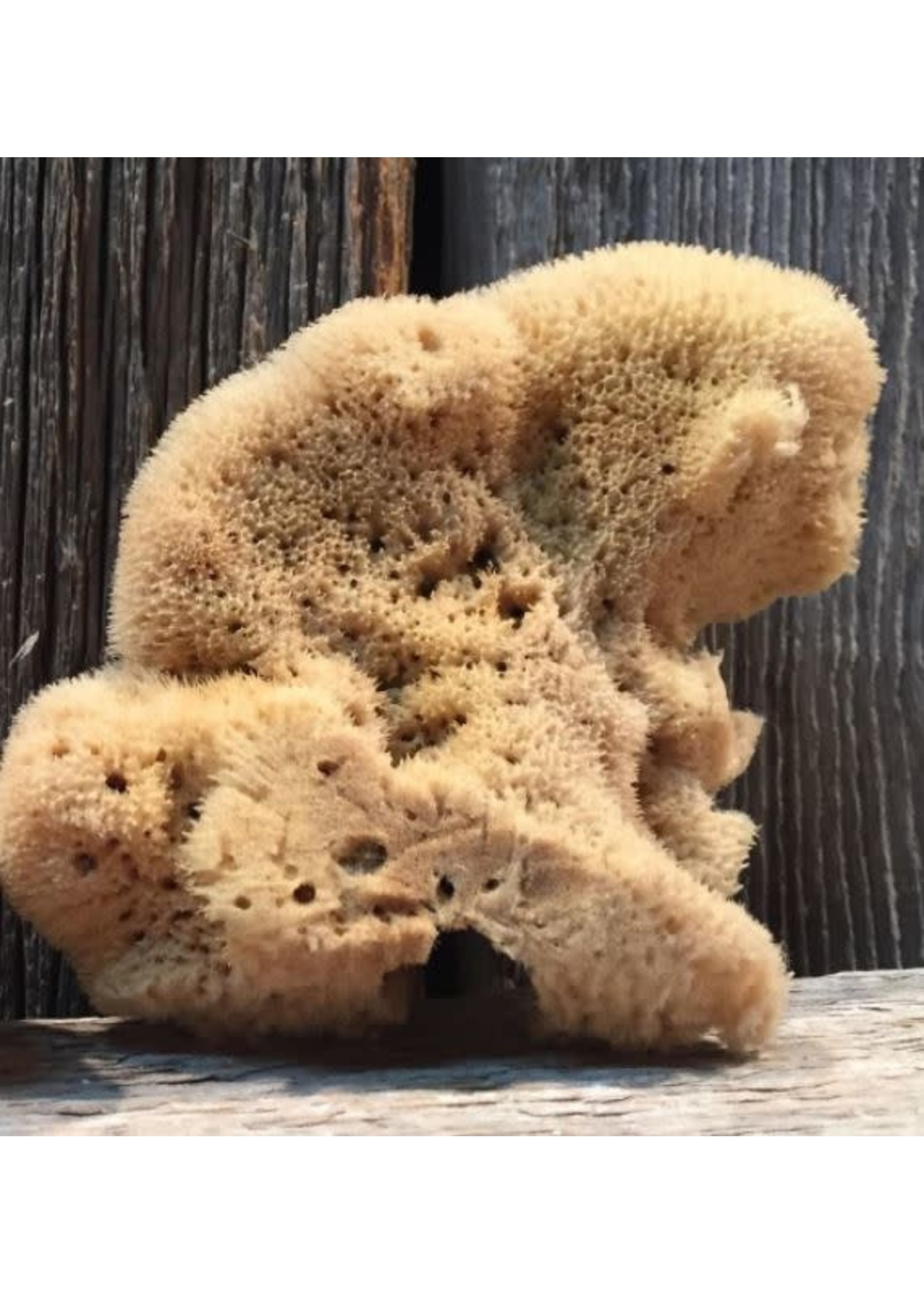 Elephant Ear Natural Sponge