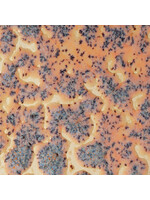 American Art and Clay Co. Crawls CR-18 Speckled Flux Crawl - Pint