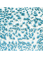 American Art and Clay Co. Crawls CR-22 Speckled Teal - Pint