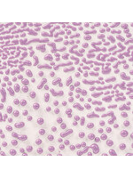 American Art and Clay Co. Crawls CR-54 Purple - Pint