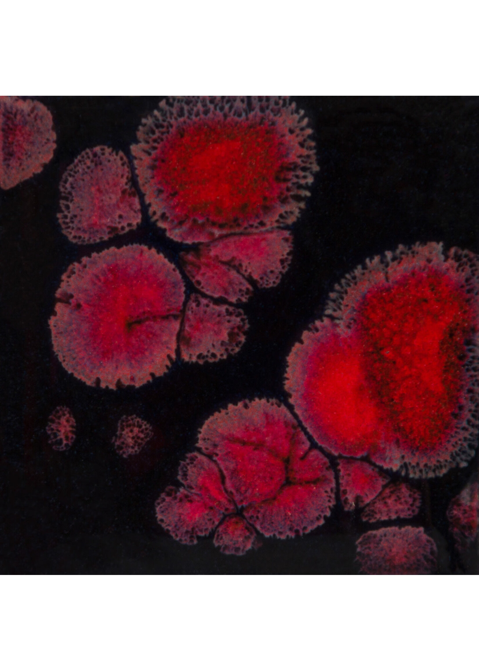 Mayco Coloramics Black Opal CG-779  PINT