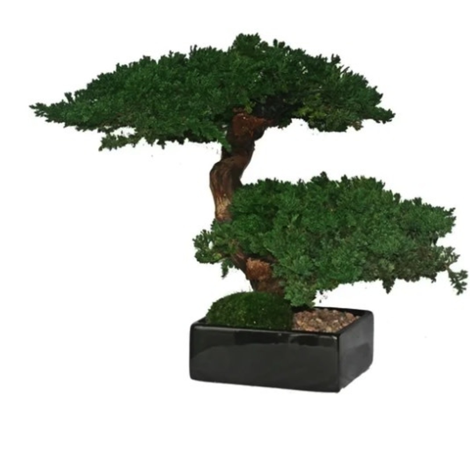 AMAZON Preserved Monterey Bonsai-Double |default-#MBO0145-1