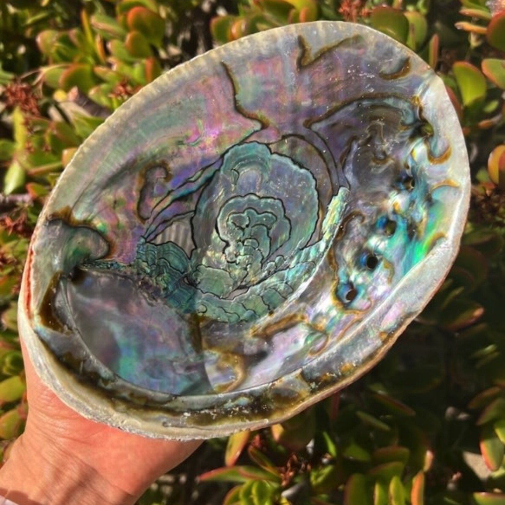 Faire Sea Shell Smudge Holder Large