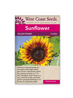 West Coast Seeds Solar Power Sunflower
