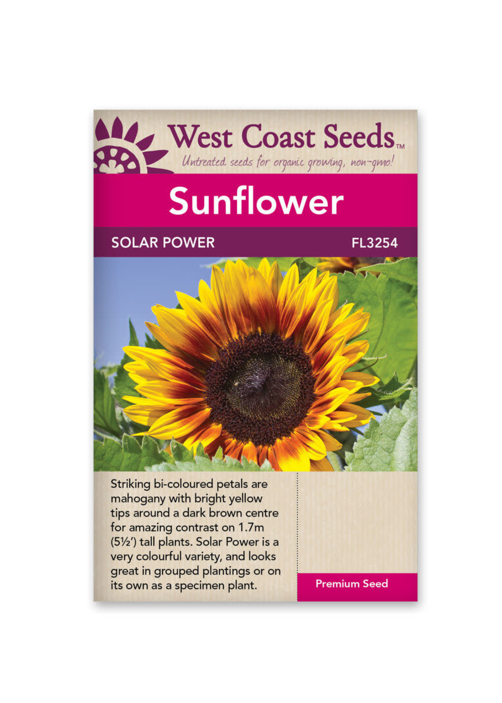 West Coast Seeds Solar Power Sunflower