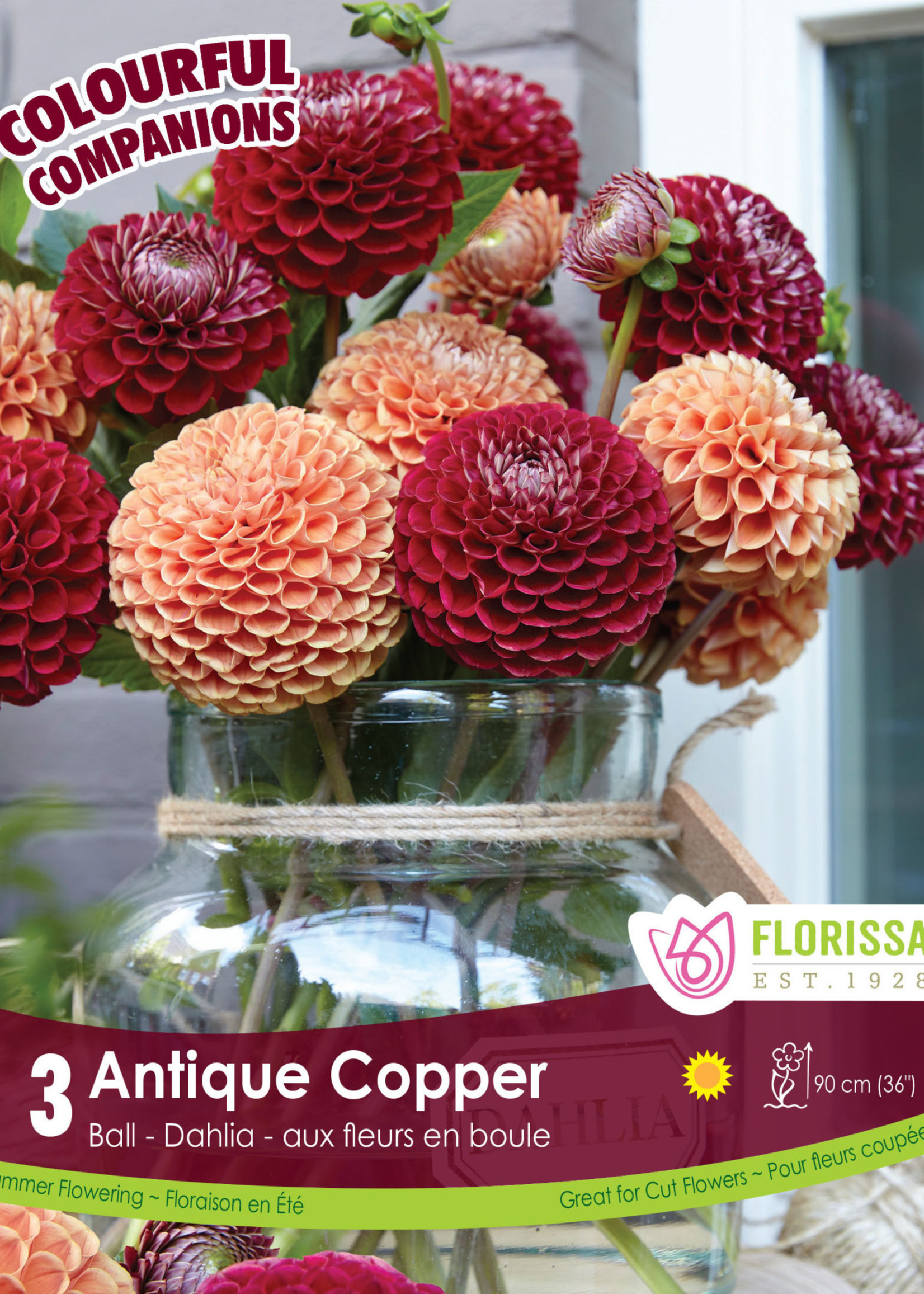 Florissa Colourful Companions Antique Copper Dahlias 3/pkg