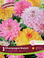Florissa Colourful Companions Champagne Brunch Dahlias 3/pkg