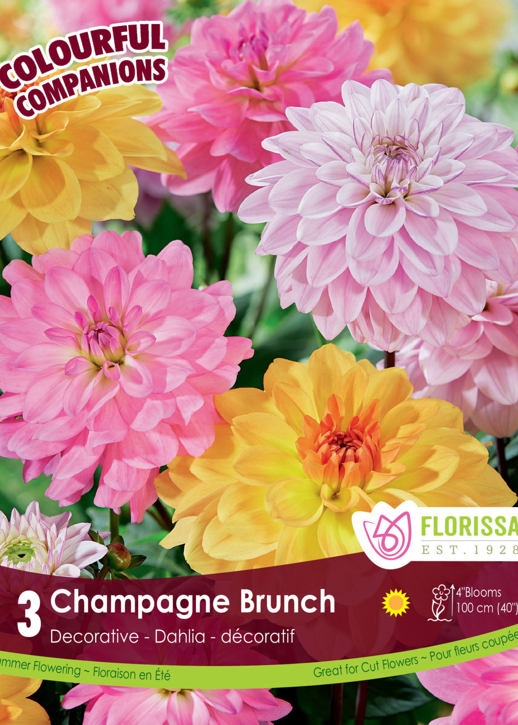 Florissa Colourful Companions Champagne Brunch Dahlias 3/pkg