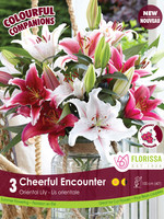 Florissa Colourful Companions Cheerful Encounter Lilies 3/pkg 348-211-01