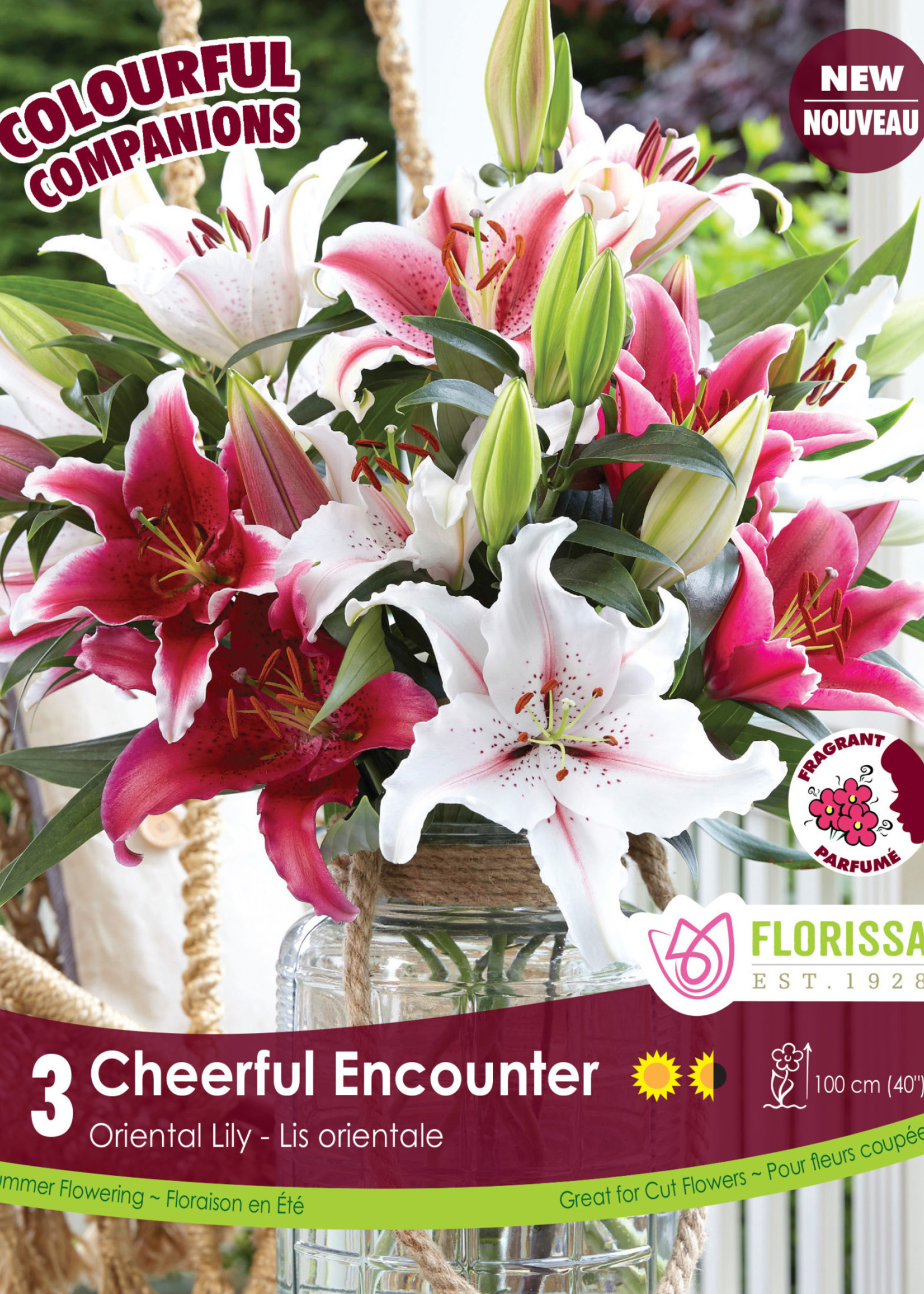 Florissa Colourful Companions Cheerful Encounter Lilies 3/pkg 348-211-01