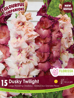 Florissa Colourful Companions Dusky Twilight Gladiolus 15/pkg 348-324-01