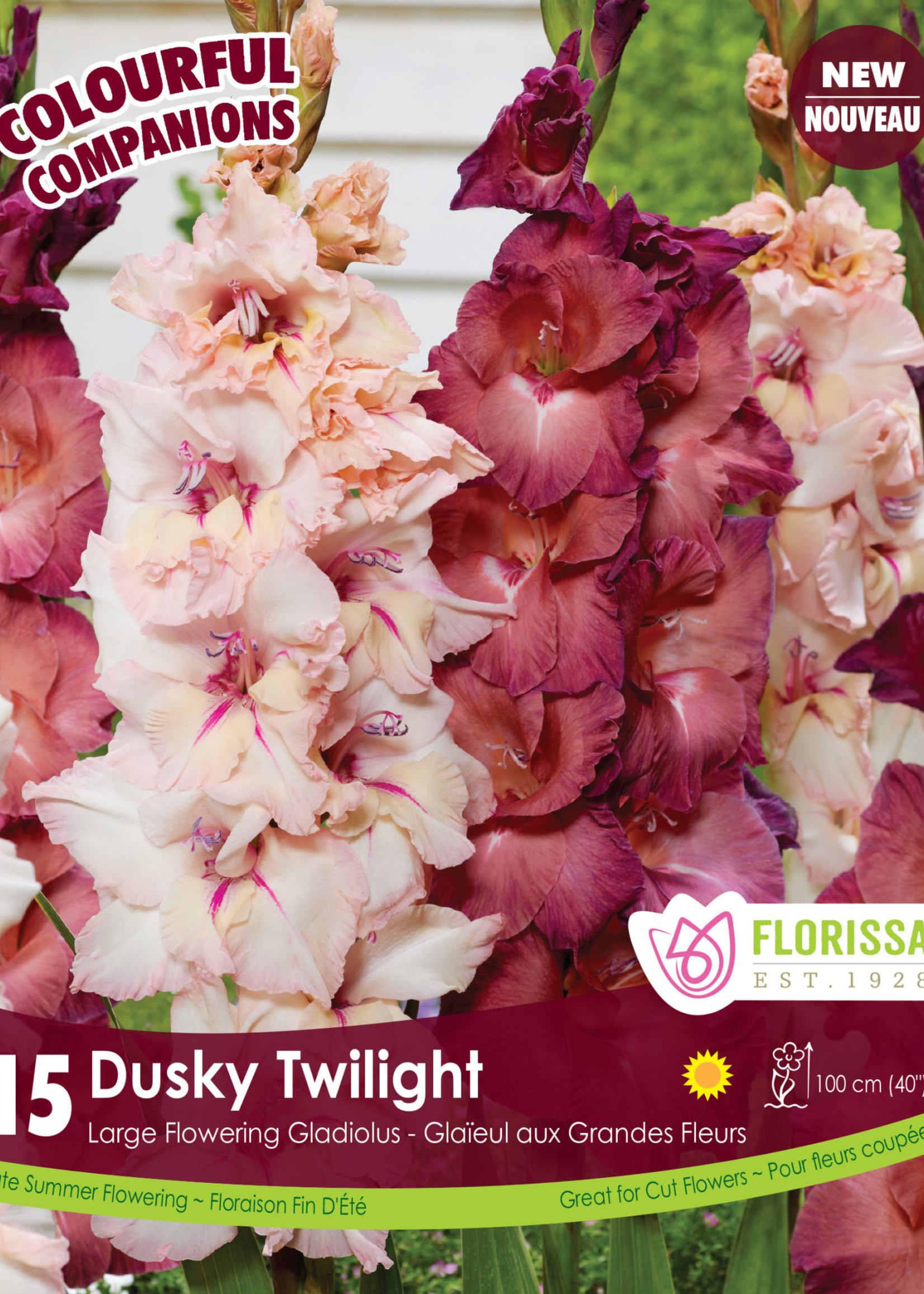 Florissa Colourful Companions Dusky Twilight Gladiolus 15/pkg 348-324-01