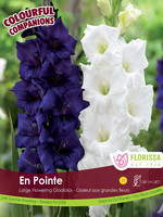 Florissa Colourful Companions En Pointe Gladiolus 15/pkg