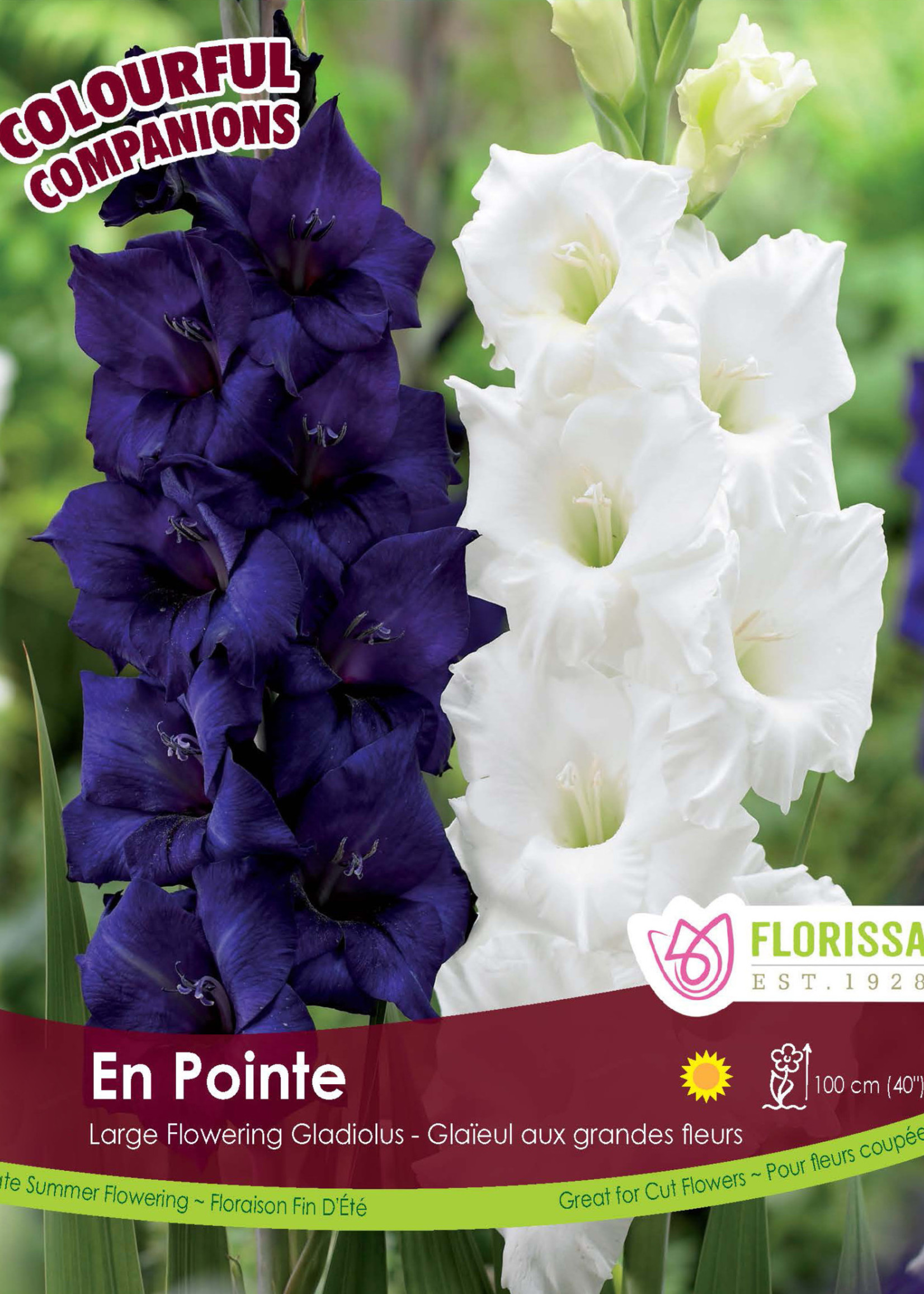 Florissa Colourful Companions En Pointe Gladiolus 15/pkg