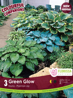 Florissa Colourful Companions Green Glow Hostas 3/pkg 348-228-01