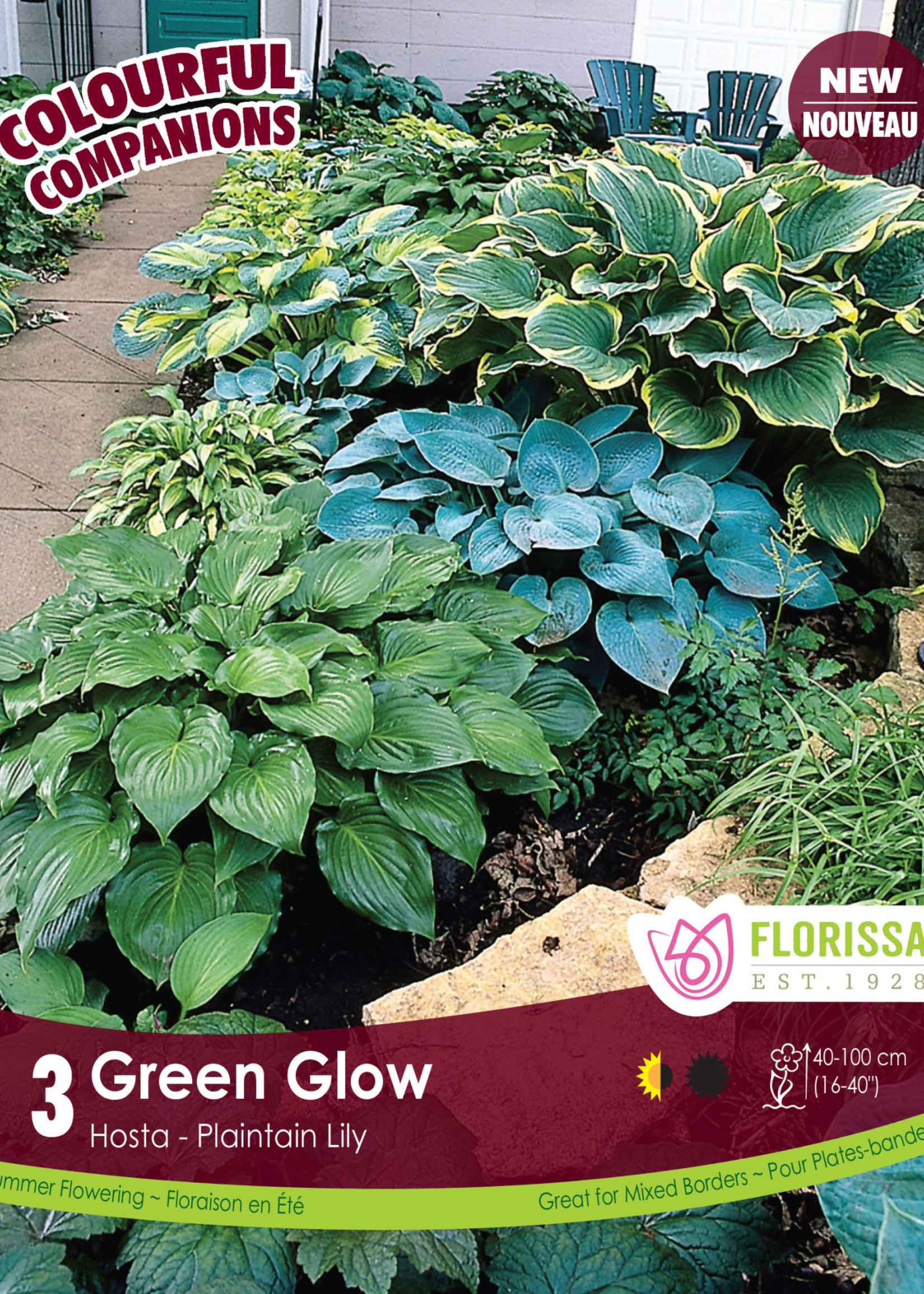 Florissa Colourful Companions Green Glow Hostas 3/pkg 348-228-01