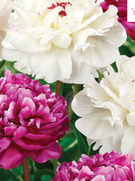 Florissa Colourful Companions Peace and Patience Peonies 2/pkg