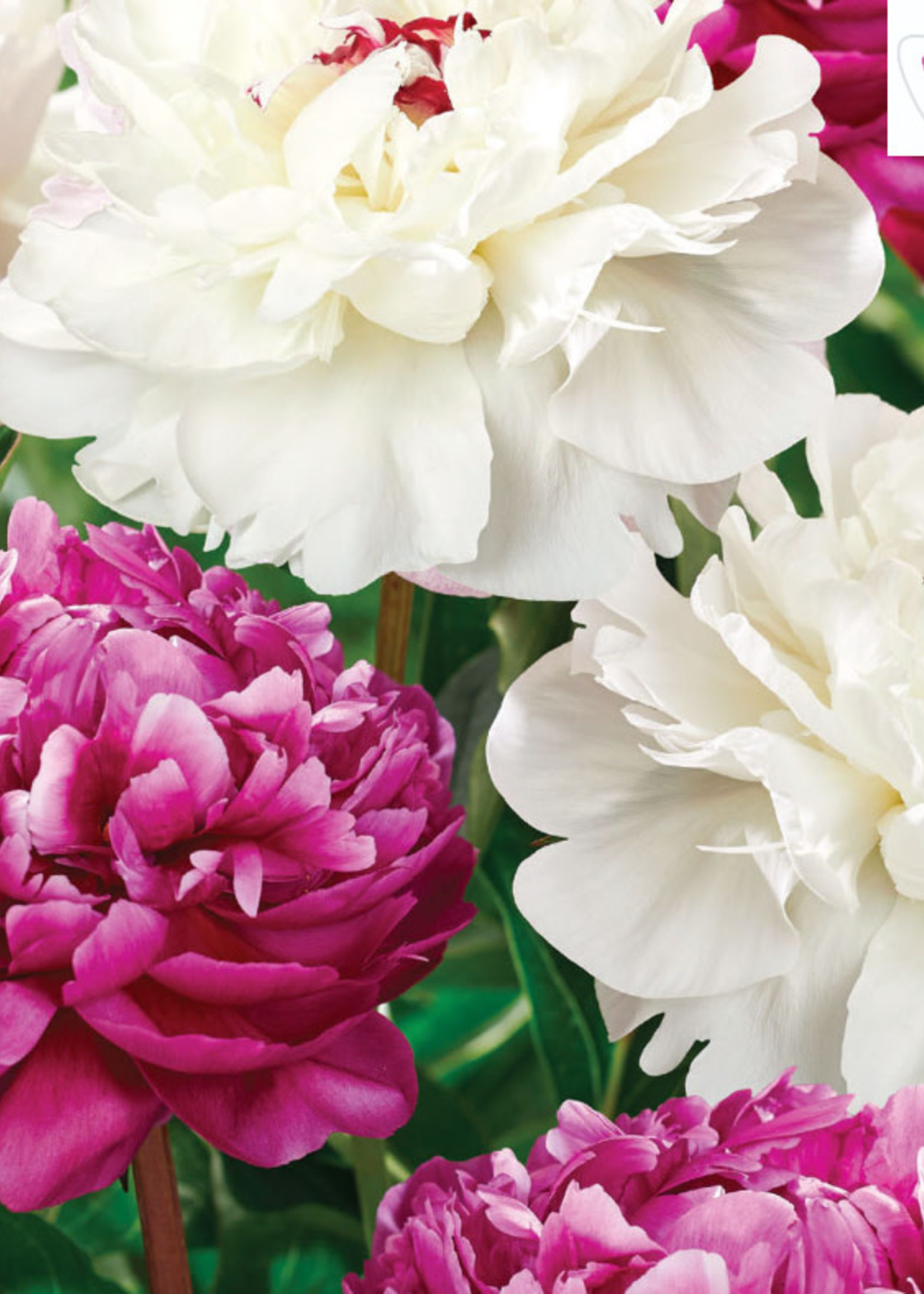 Florissa Colourful Companions Peace and Patience Peonies 2/pkg