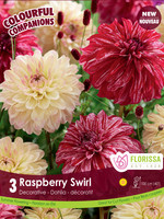 Florissa Colourful Companions Raspberry Swirl Dahlias 3/pkg