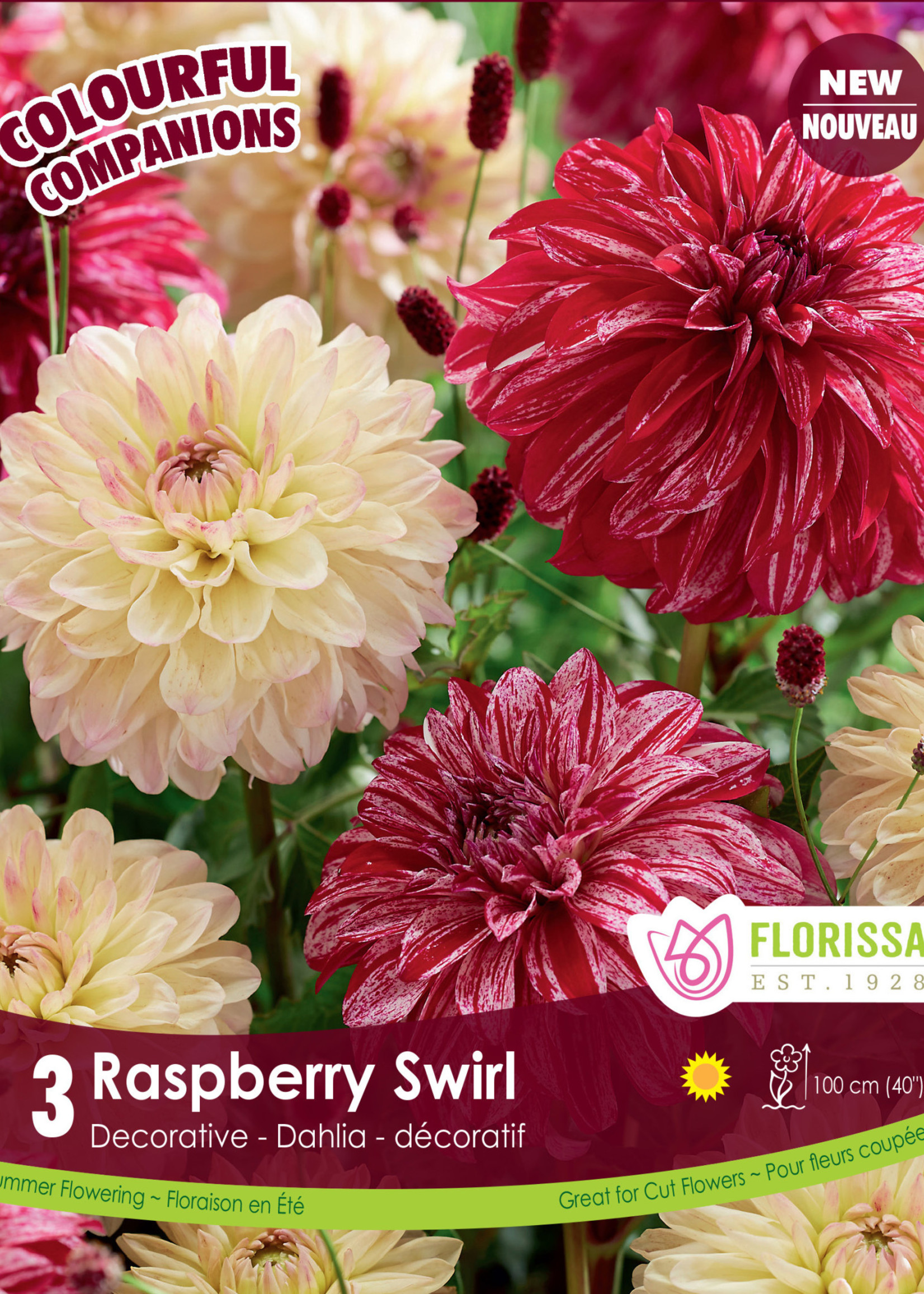 Florissa Colourful Companions Raspberry Swirl Dahlias 3/pkg