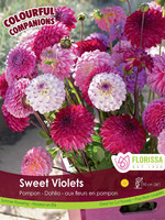 Florissa Colourful Companions Sweet Violets Dahlias 3/pkg