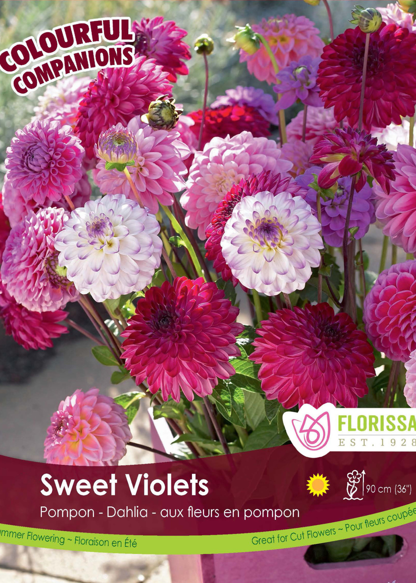 Florissa Colourful Companions Sweet Violets Dahlias 3/pkg