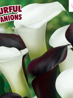 Florissa Colourful Companions Tuxedo Time Calla Lilies 3/pkg