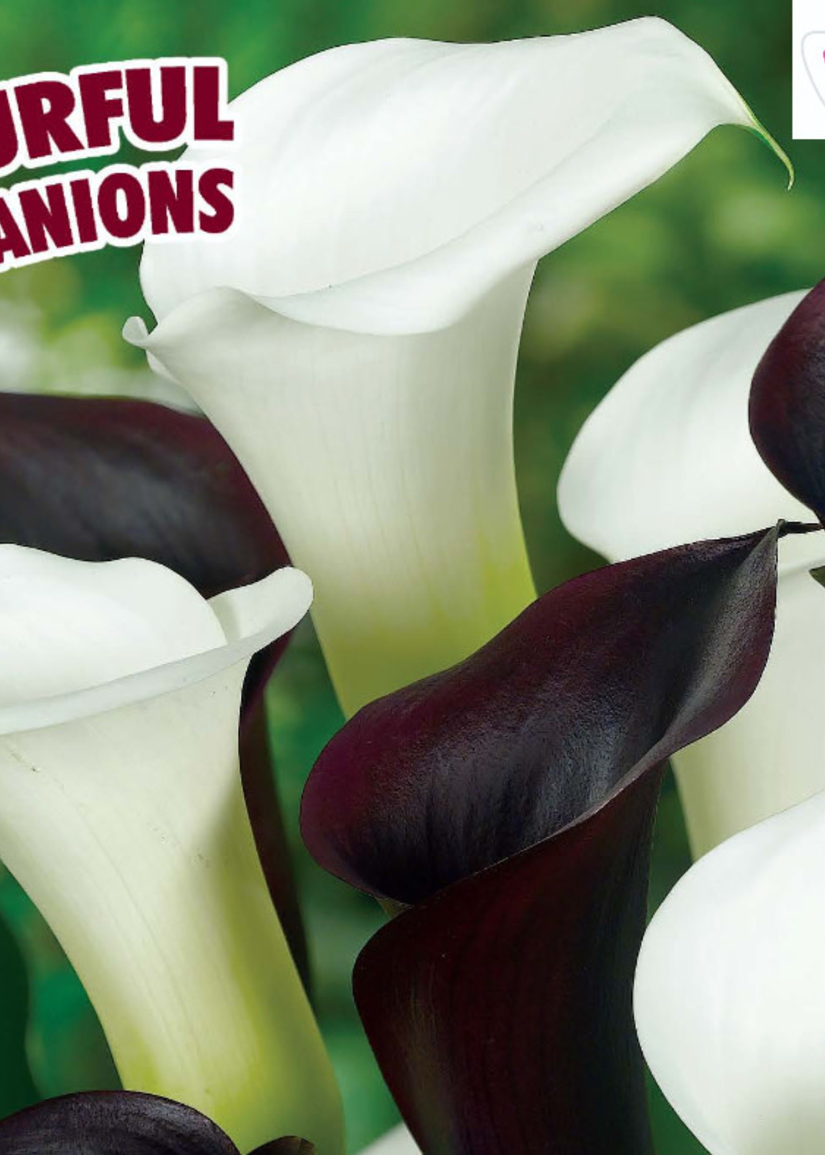Florissa Colourful Companions Tuxedo Time Calla Lilies 3/pkg
