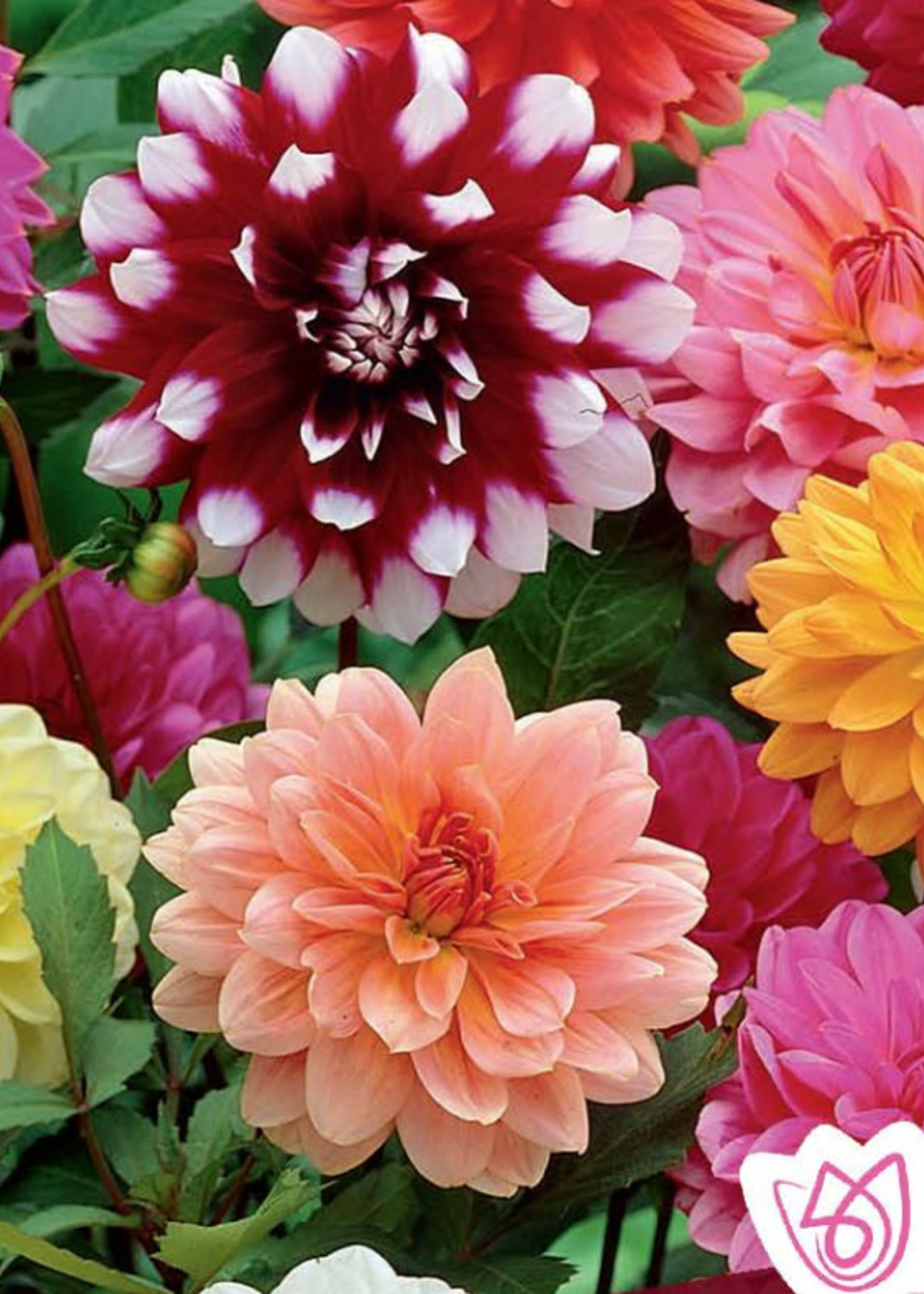 Florissa Dinnerplate Mix Dahlias Bonus Pack 4/pkg 350-120-01