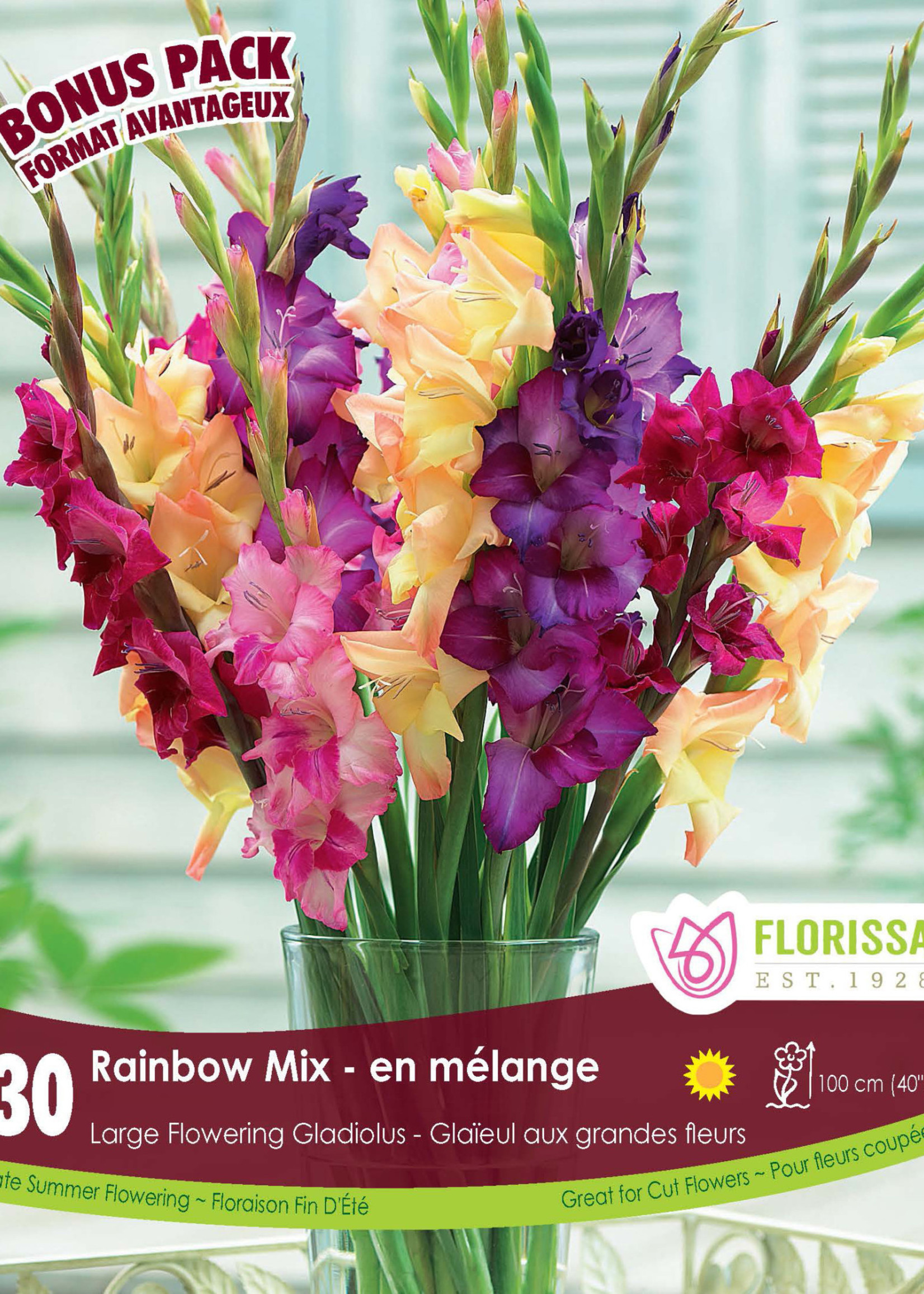 Florissa Rainbow Mix Gladiolus Bonus Pack 30/pkg