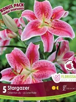 Florissa Stargazer Lily Bonus Pack 5/pkg