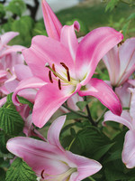 Florissa Jumbo Yellow OT Lily - Bulk