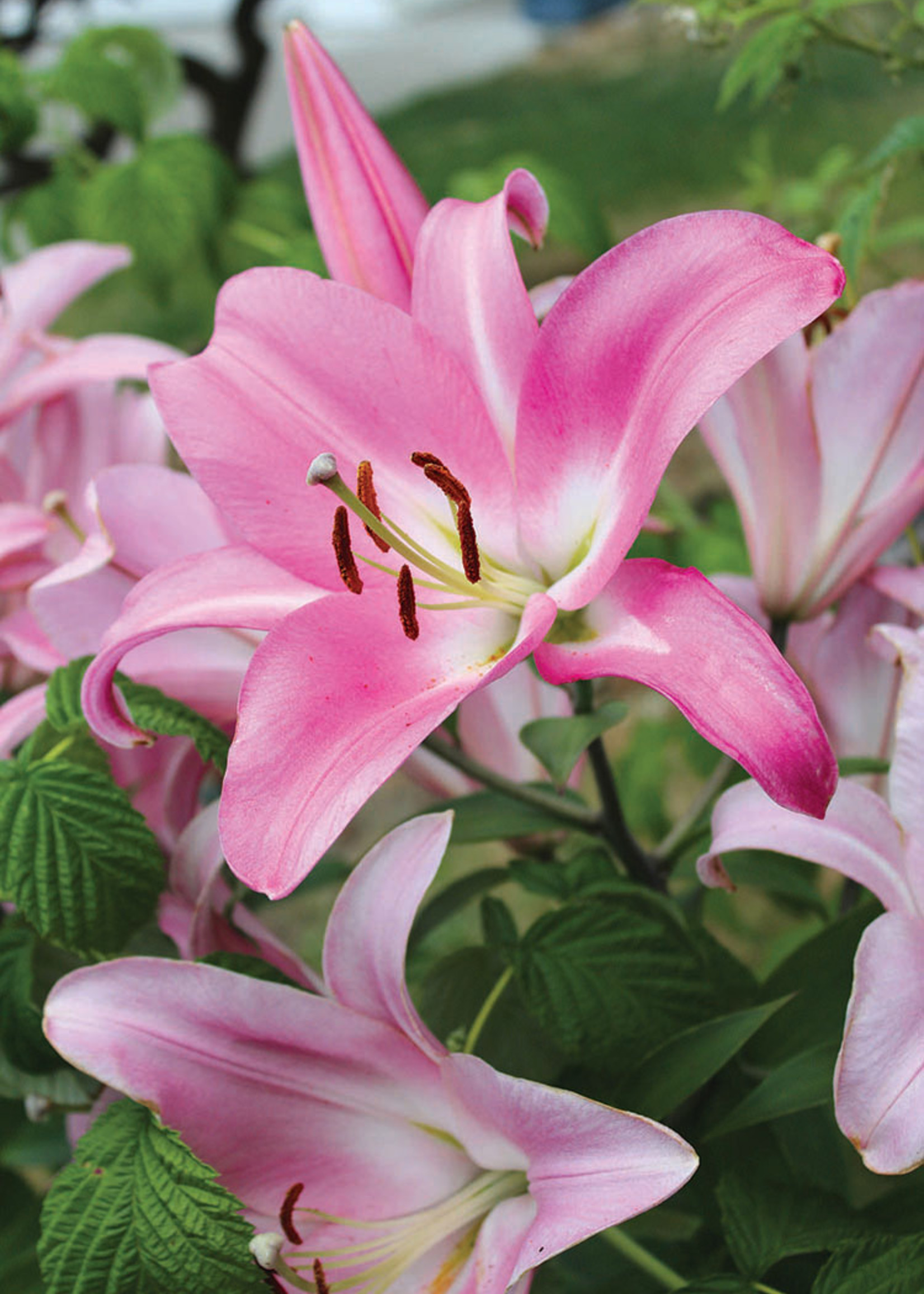 Florissa Jumbo Yellow OT Lily - Bulk