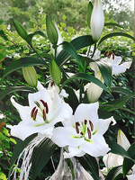 Florissa Jumbo White OT Lily - Bulk