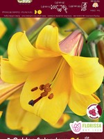 Florissa Jumbo Yellow OT Lily - Bulk