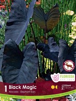 Florissa Black Magic Colocasia - Bulk