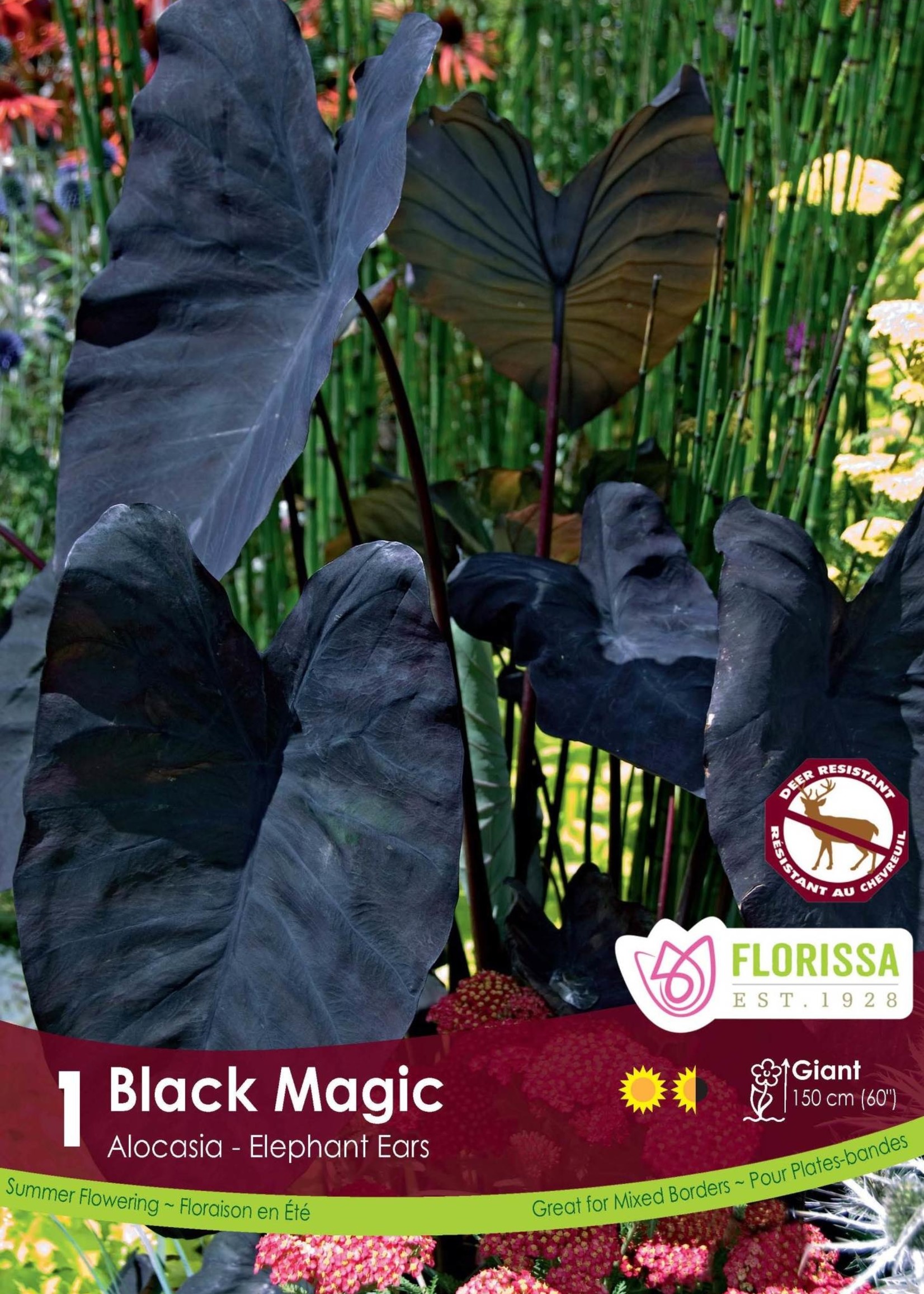 Florissa Black Magic Colocasia - Bulk
