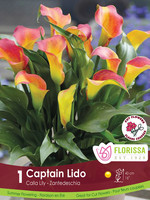 Florissa Captain Lido Calla 1/pkg