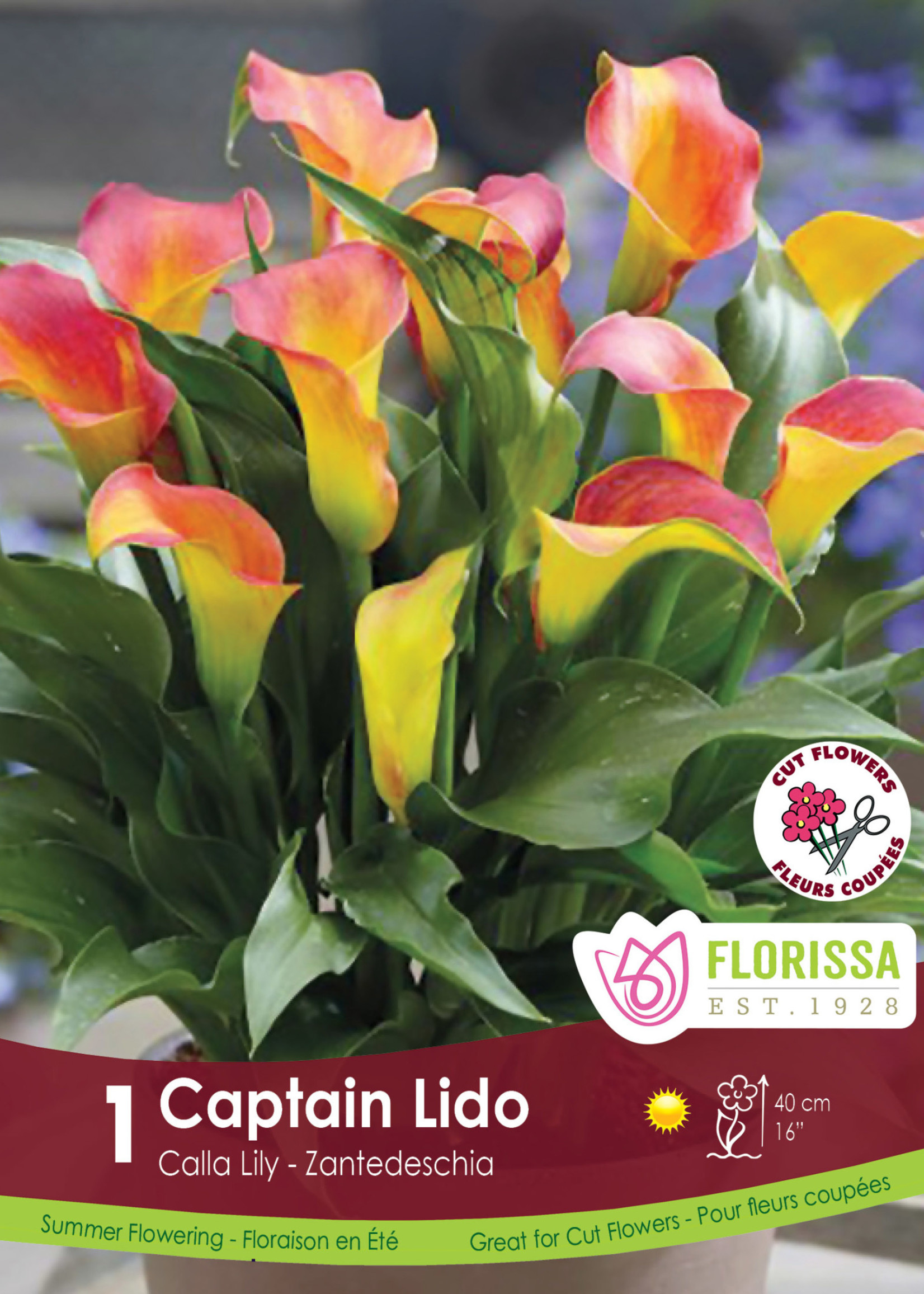 Florissa Captain Lido Calla 1/pkg