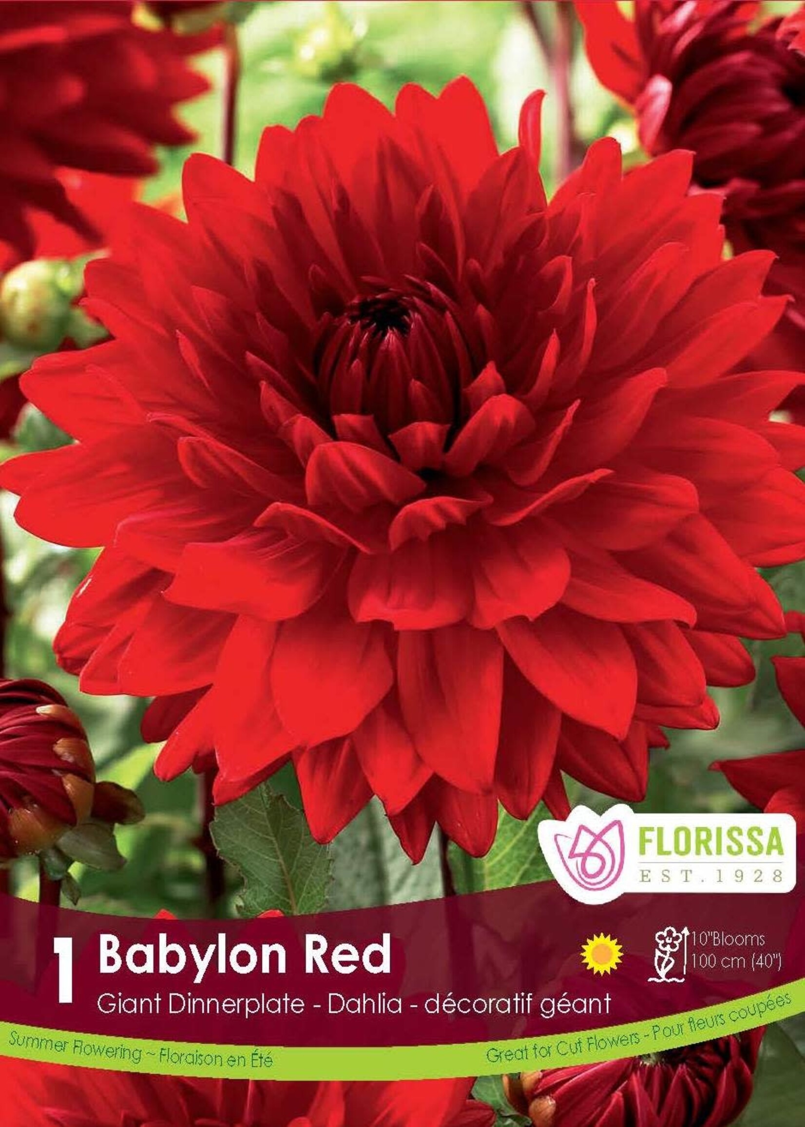 Florissa Babylon Red Dahlia 1/pkg