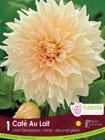 Florissa Cafe au Lait Dinnerplate Dahlia 1/pkg