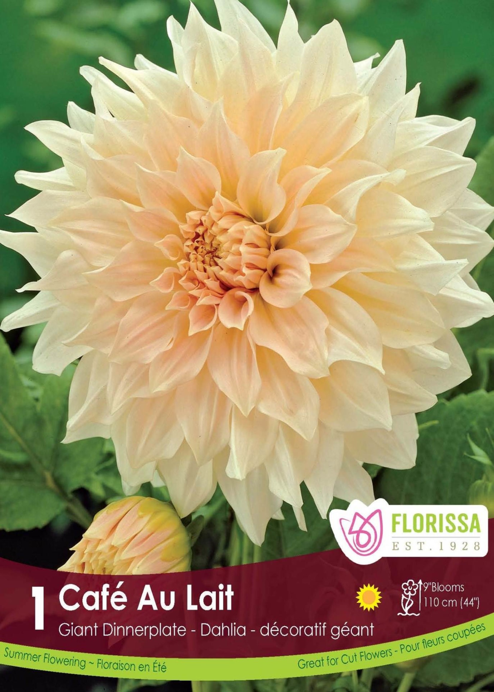 Florissa Cafe au Lait Dinnerplate Dahlia 1/pkg