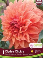 Florissa Clyde's Choice Dahlia 1/pkg