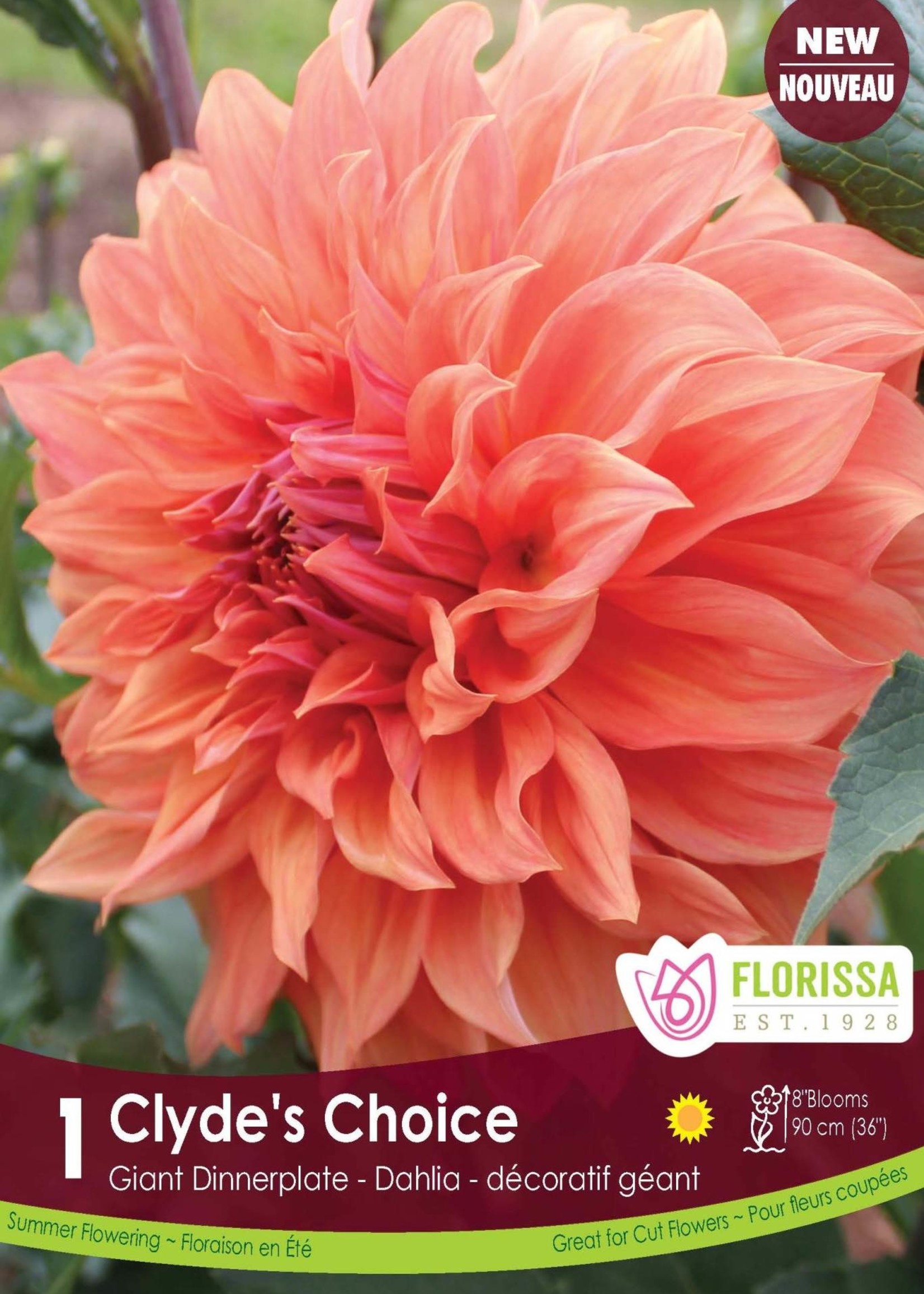 Florissa Clyde's Choice Dahlia 1/pkg