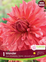 Florissa Islander Dahlia 1/pkg